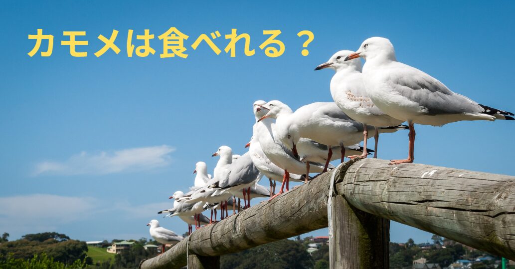 カモメは食べれるのか?釣太郎
