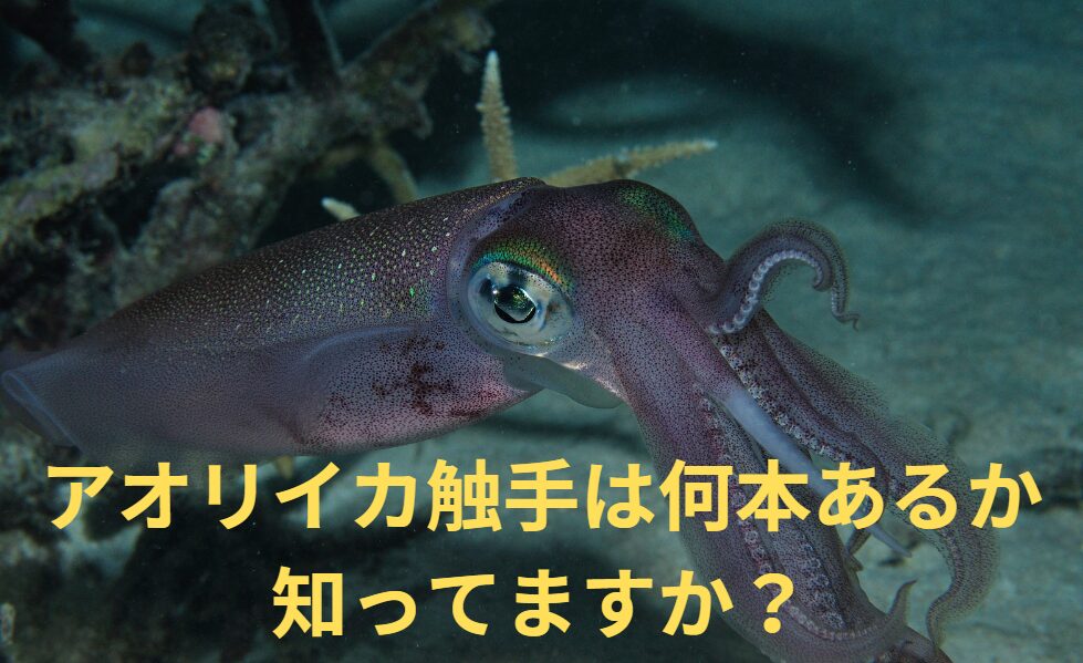 アオリイカ釣りをする人でも、アオリイカの触手が何本あるか、知らない人も多いのです。釣太郎