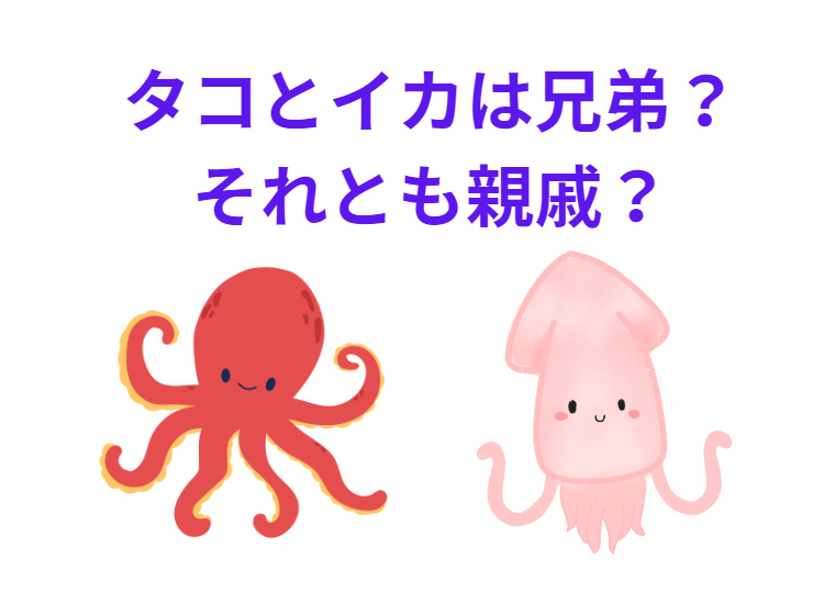 イカとタコは似ているが兄弟？親戚？釣太郎