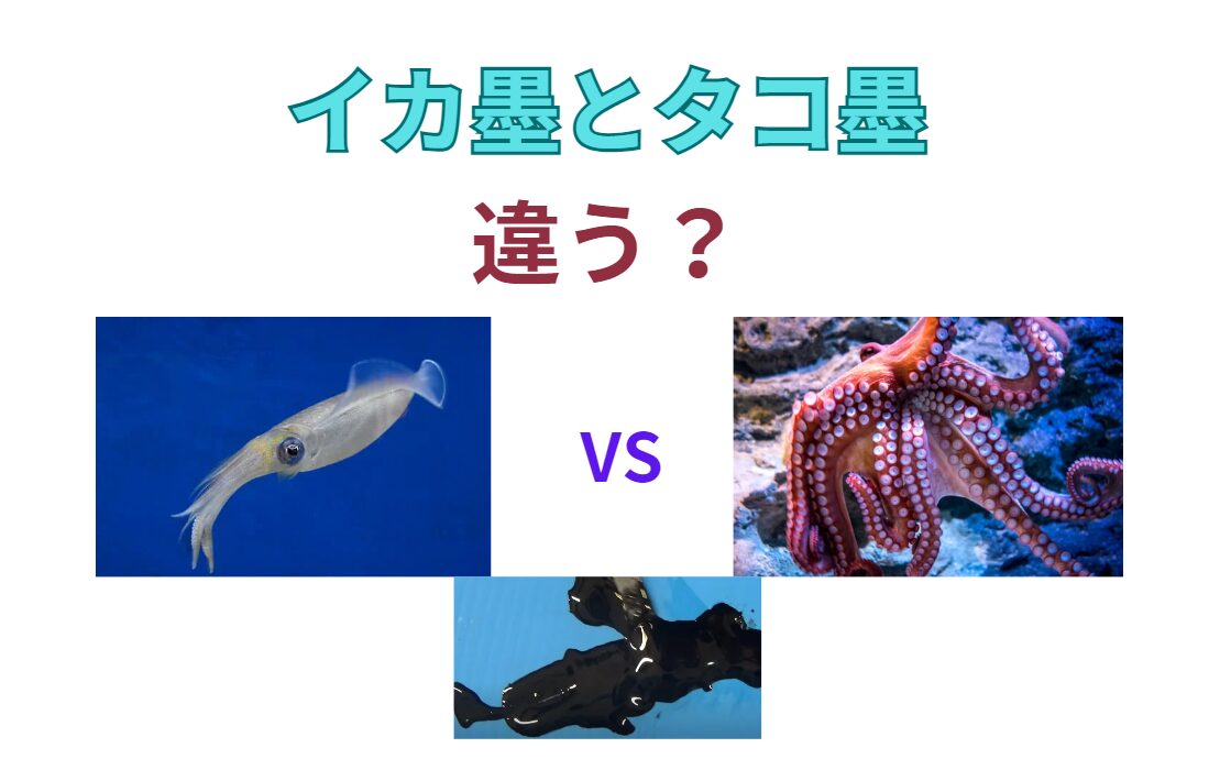 イカもタコも墨を吐く。でも違う。詳しくご説明します。釣太郎
