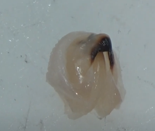 イカの口、タコの口、ともにカラストンビとも呼ばれるが、強力なのはどっち？釣太郎