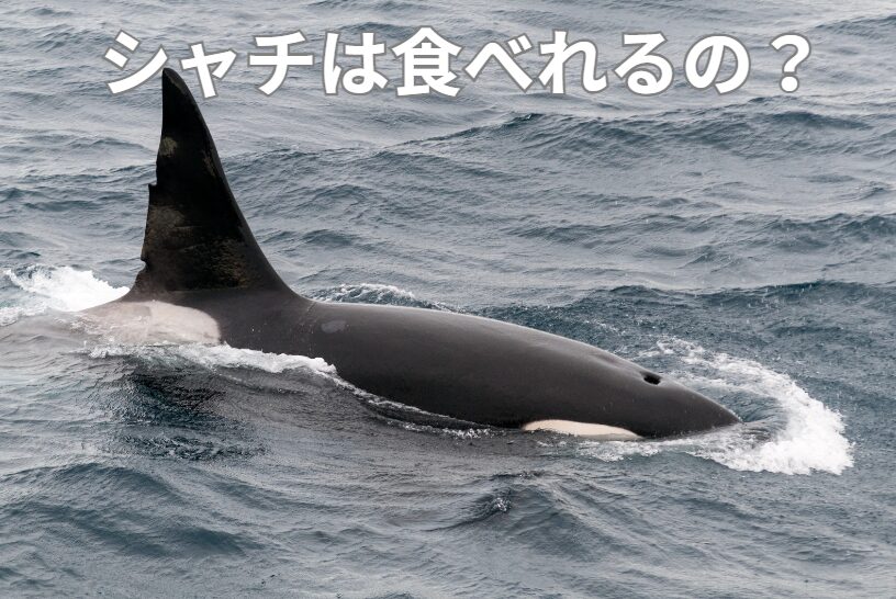 シャチは食べれる?釣太郎