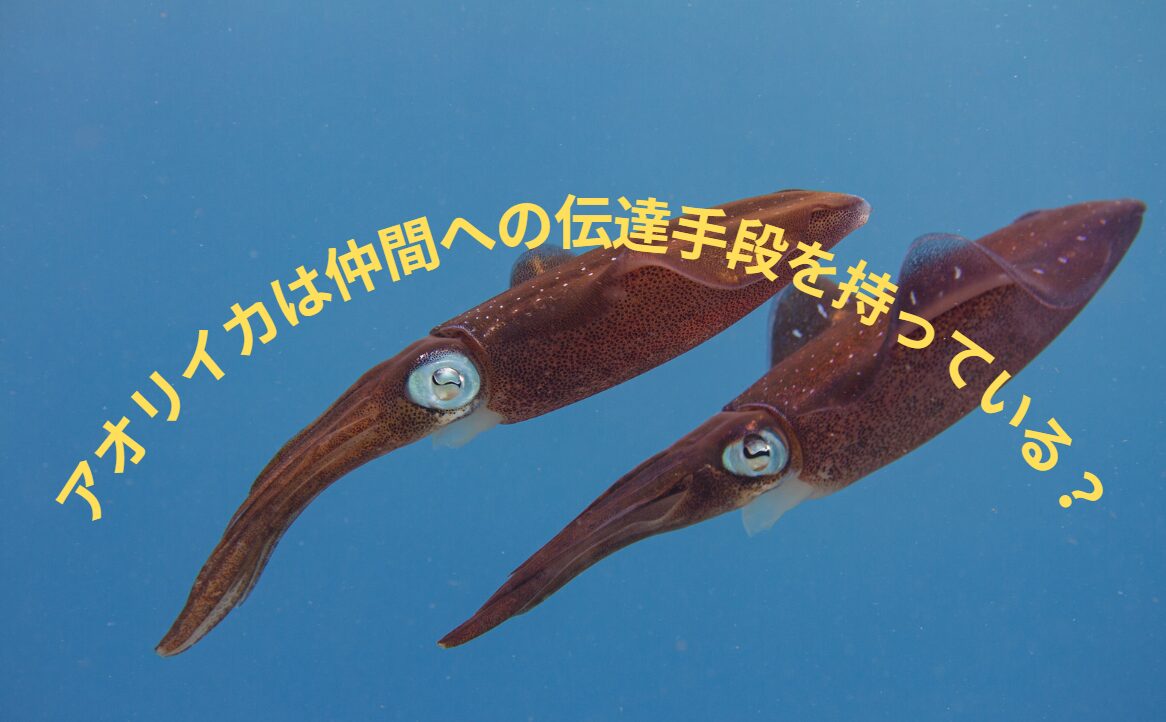 アオリイカは群れで行動するが、仲間への伝達手段を持っている。釣太郎