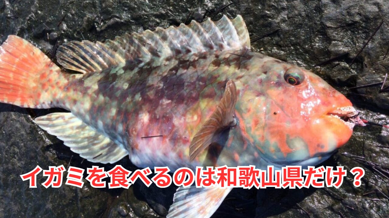 イガミは他地方では下魚で、市場に出荷されない地方もあるほどですが、和歌山南紀地方では、祭りや正月に欠かせない祝い魚として重宝されます。釣太郎