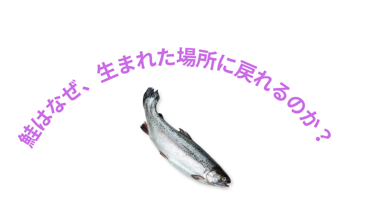 鮭はなぜ、生まれた場所に戻れるの？釣太郎
