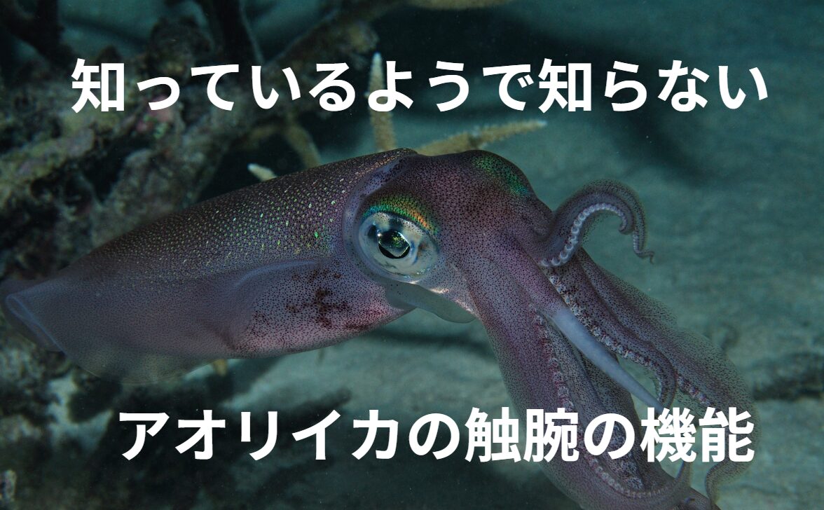 アオリイカ触腕についての詳細説明。釣太郎