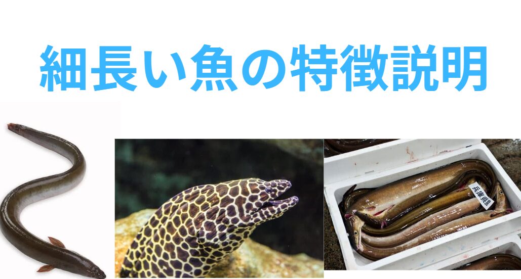ハモ、ウナギ、ウツボ、細長い魚の特徴説明。釣太郎