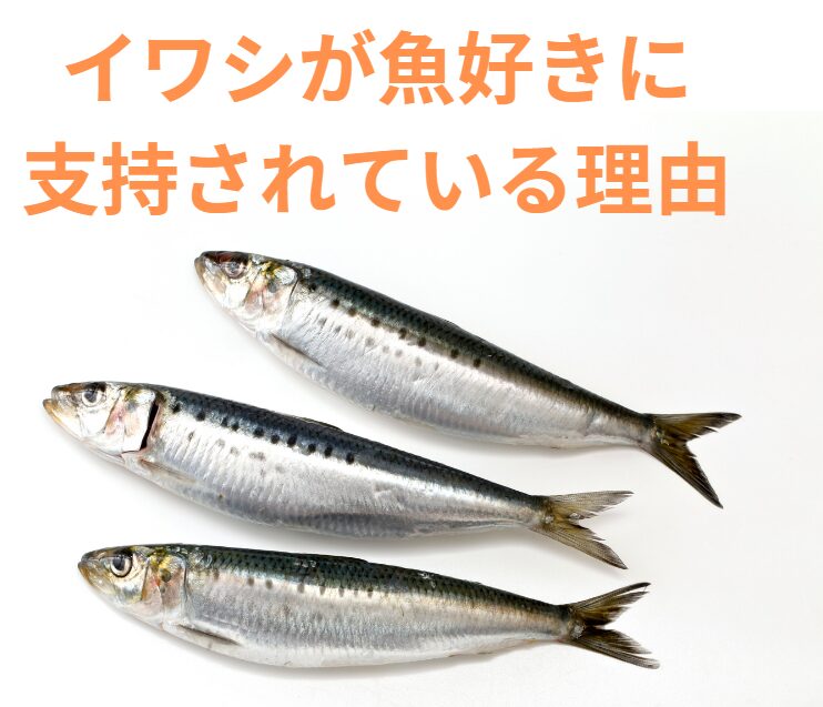 イワシは鮮度が高い時は非常に美味な魚。魚好きなグルメにファンが多い理由説明。釣太郎