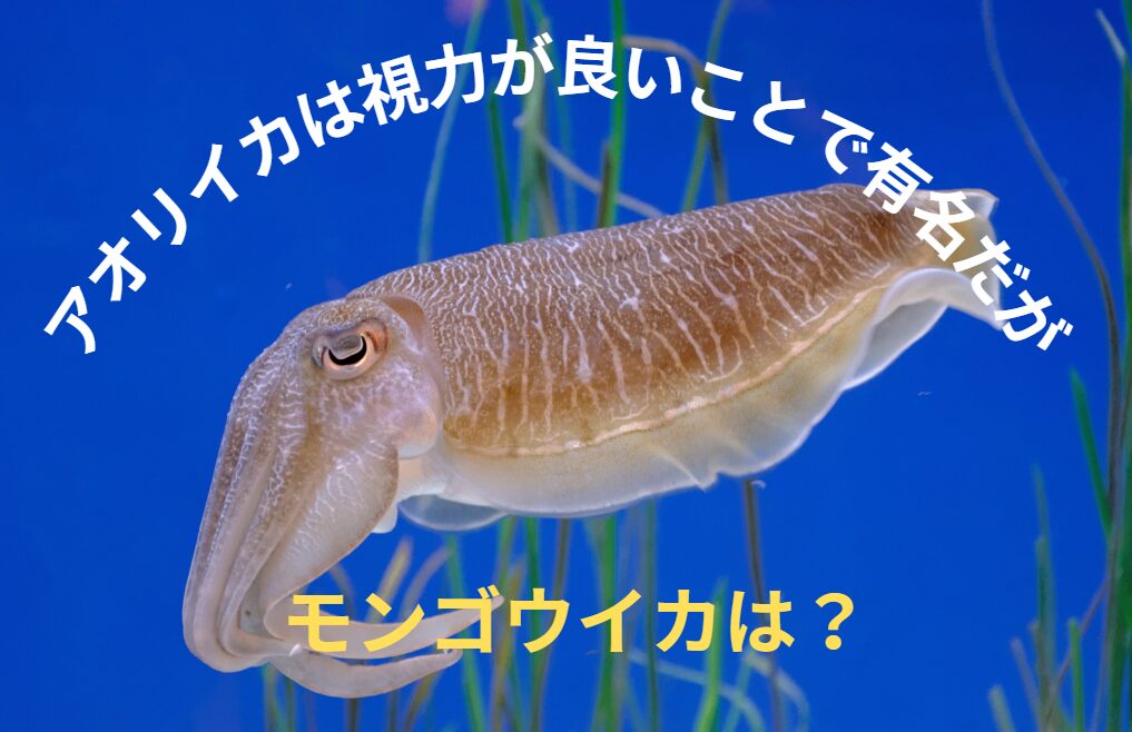 アオリイカは視力が良いことで有名だが、モンゴウイカ（コウイカ、カミナリイカ）は？釣太郎