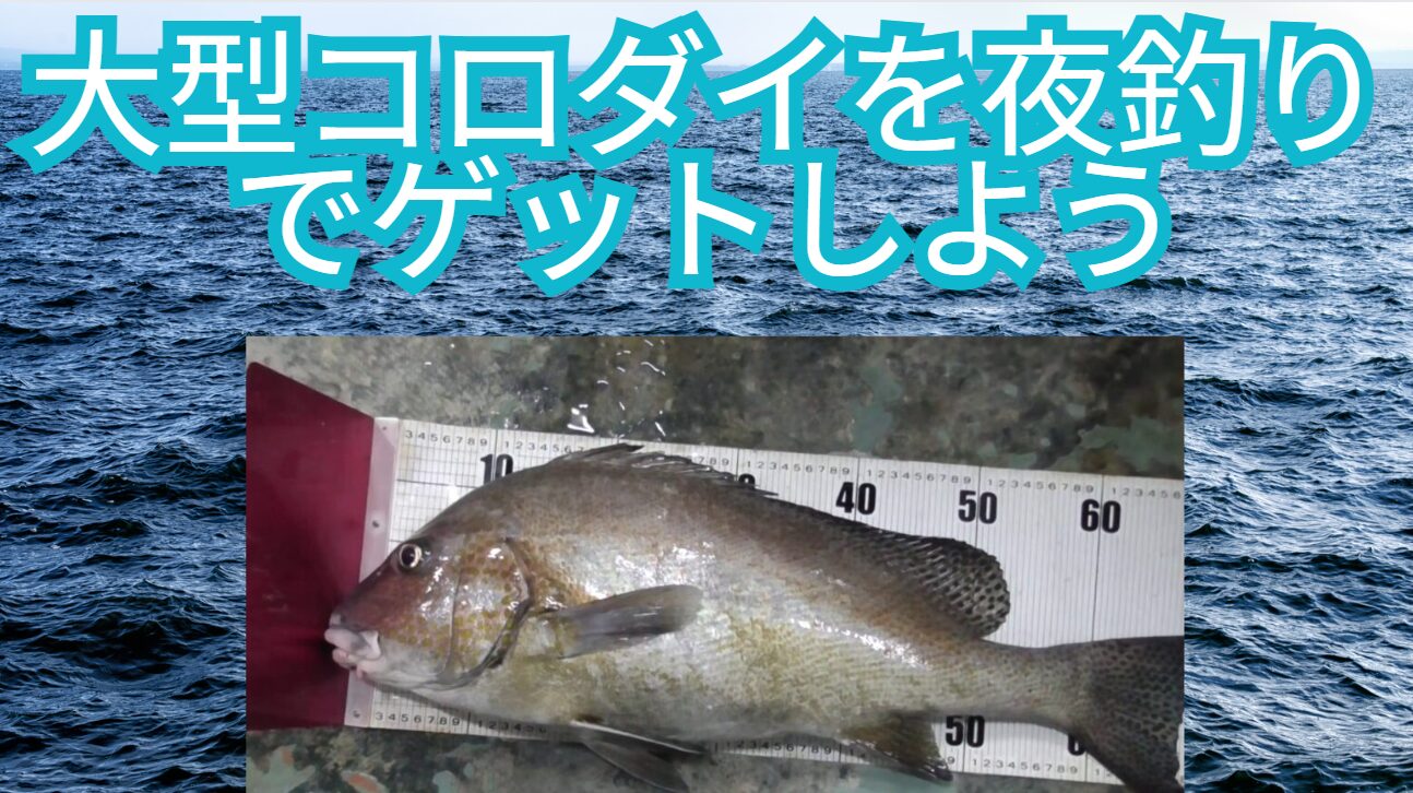 夜釣りシーズンはまだまだ続きます。大型コロダイ釣るなら和歌山みなべ町へお越しください。釣太郎