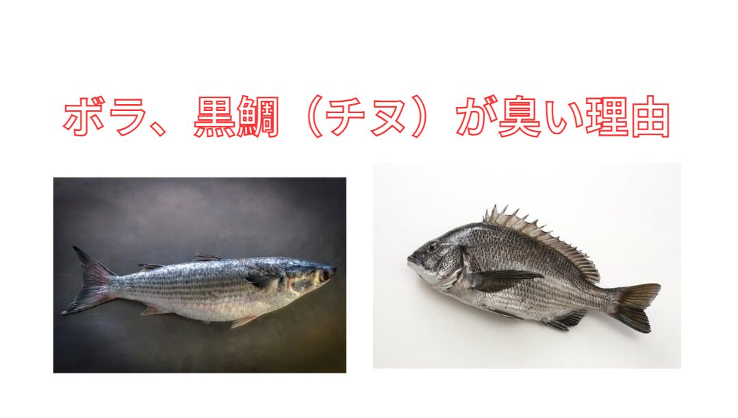 黒鯛（チヌ）、ボラは臭い魚の代表。なぜ臭いのか説明します。釣太郎