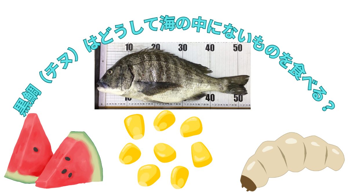 どうしてチヌ（クロダイ）は、海の中ないサナギ、コーン、スイカを食べるの？釣太郎