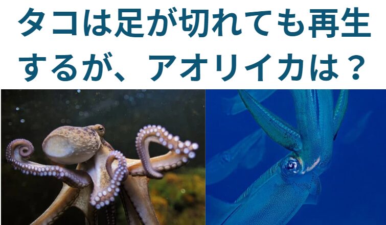 タコは足が切れても生えてくることは有名だが、アオリイカはどうなの？釣太郎