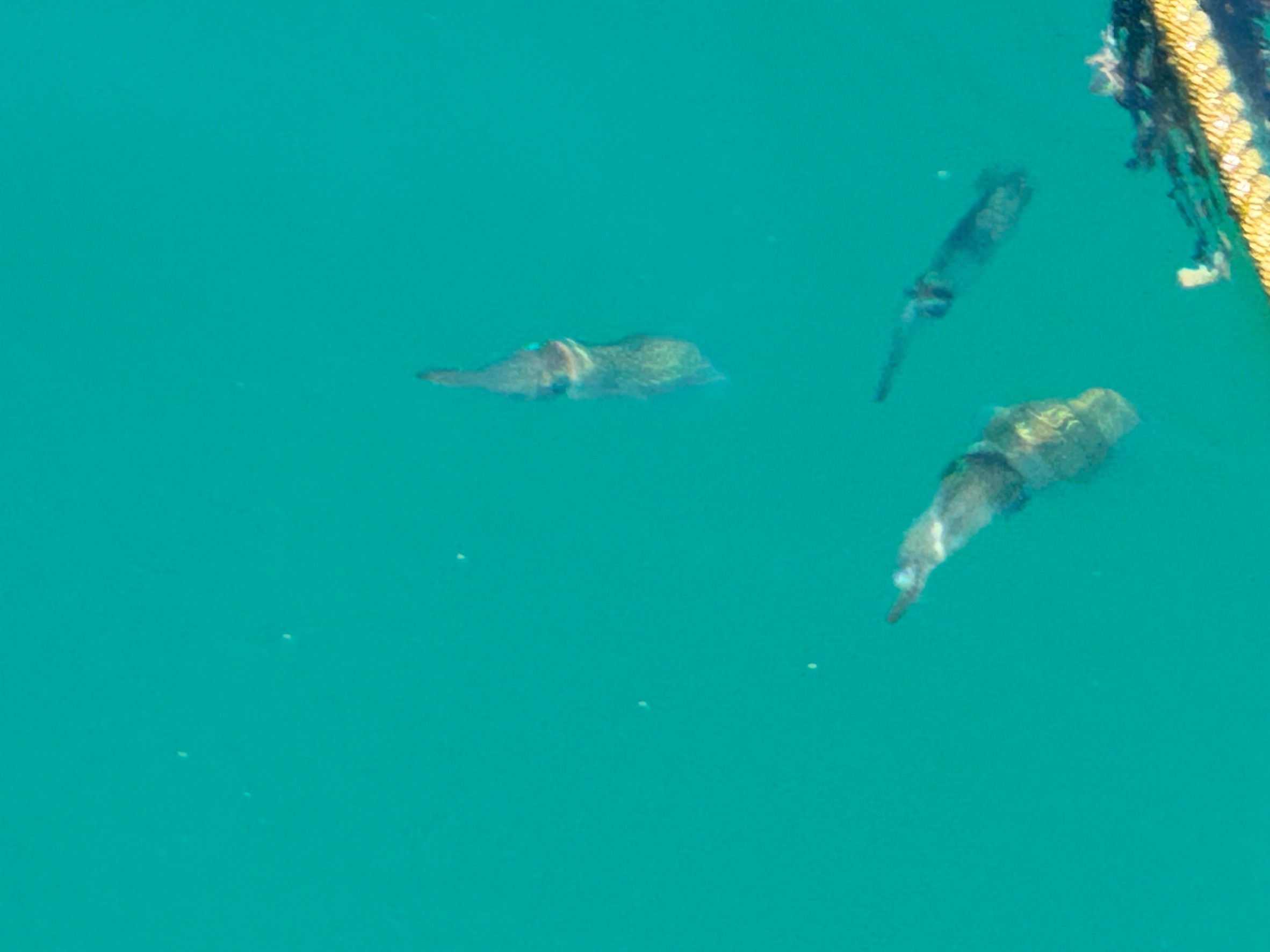 夏はアオリイカの新子が多い和歌山南紀地方。湾内や堤防付近で泳いでいます。釣太郎