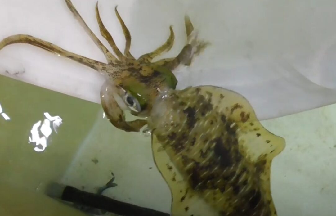 アオリイカの吸引力はどのレベルの強さがあるのか?釣太郎