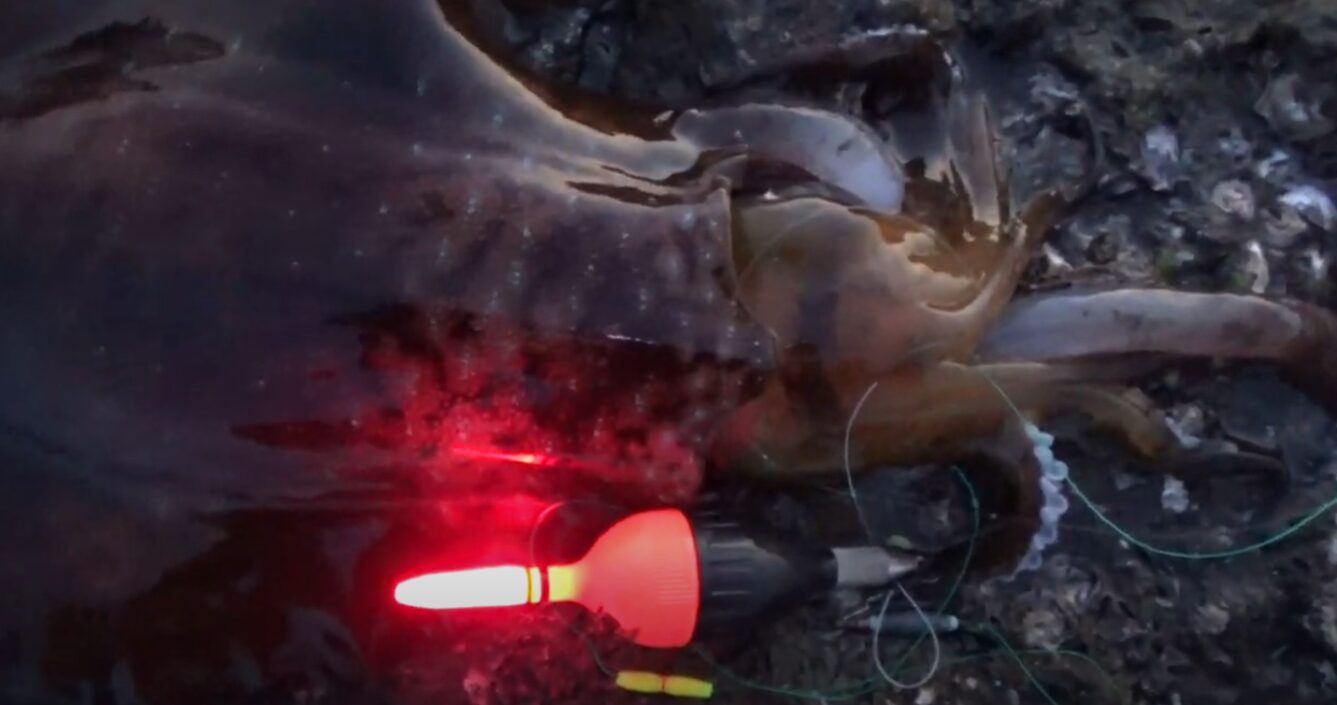 アオリイカのウキ釣りは、アジを泳がせるだけあので、初心者さんでも簡単。釣太郎