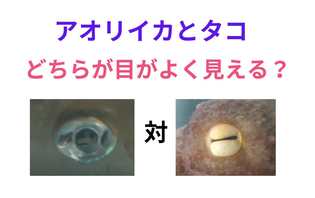 アオリイカとタコ。どちらも視力が良いことで知られているが、どっちがよく見える?釣太郎