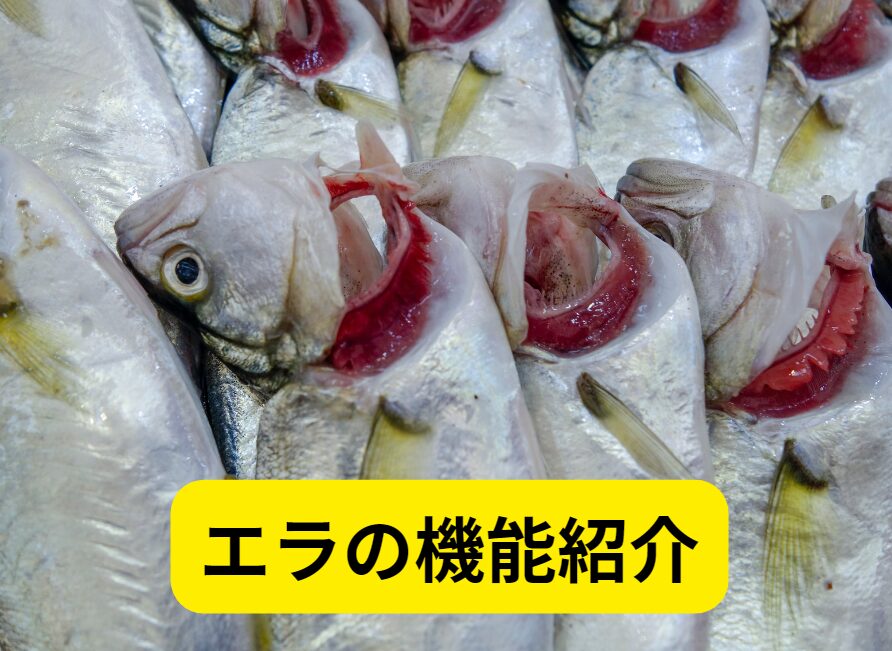 魚のエラの機能についてのご説明。釣太郎