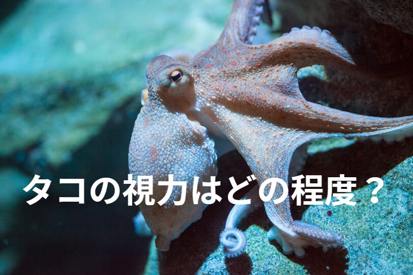 タコの目が細いが、よく見えているという。どの程度の視力がある?釣太郎