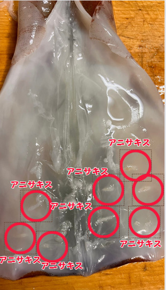 寄生虫アニサキスは危険。スルメイカにも多い。火に弱く、48時間冷凍すれば死滅します。釣太郎