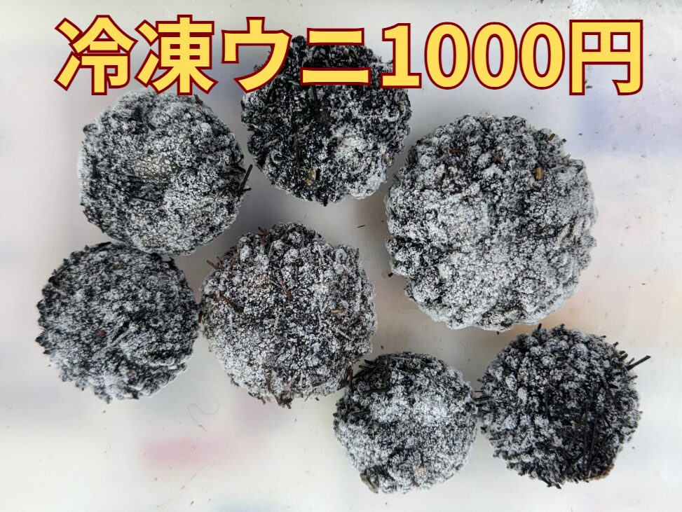 生がない時は冷凍ウニで石鯛釣りましょう。底物エサ紹介。釣太郎