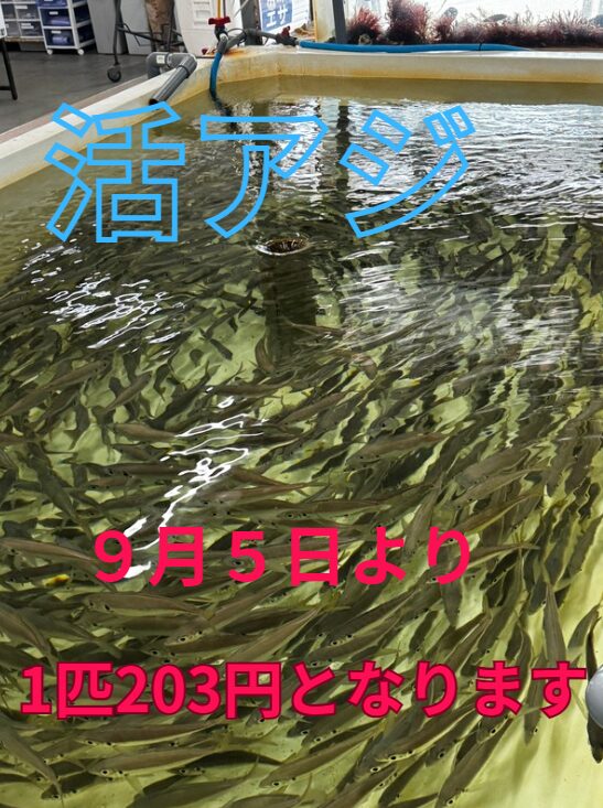 アオリイカ釣り用活アジ、203円となります。釣太郎