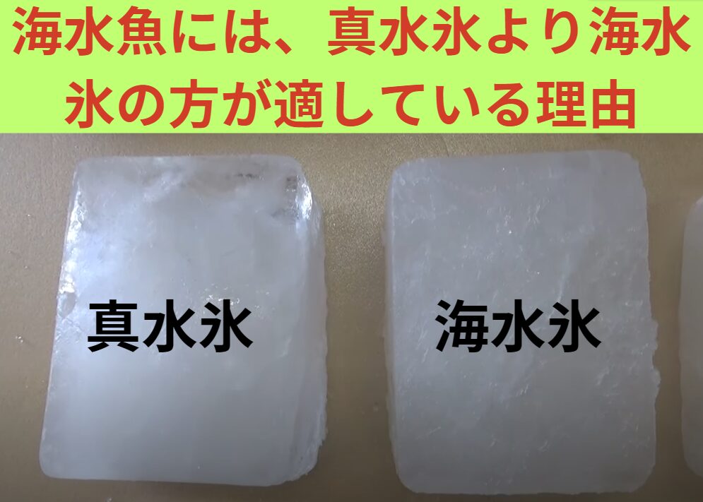 海水魚には、真水氷より海水氷の方が適している理由説明。釣太郎