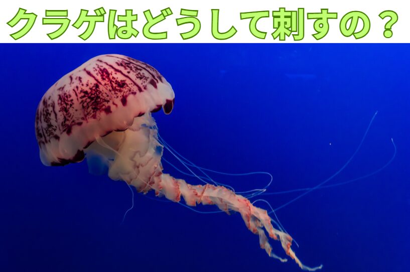クラゲが刺す理由説明。釣太郎