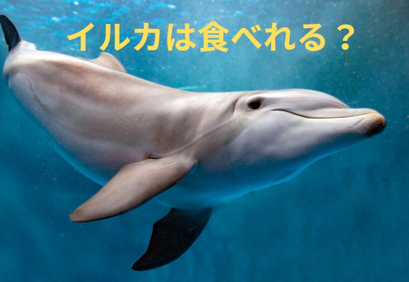 イルカは食べれる？釣太郎
