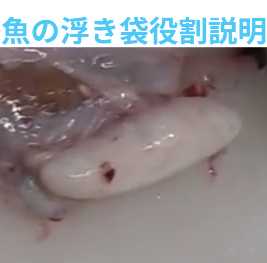 魚の浮き袋の役割説明。釣太郎