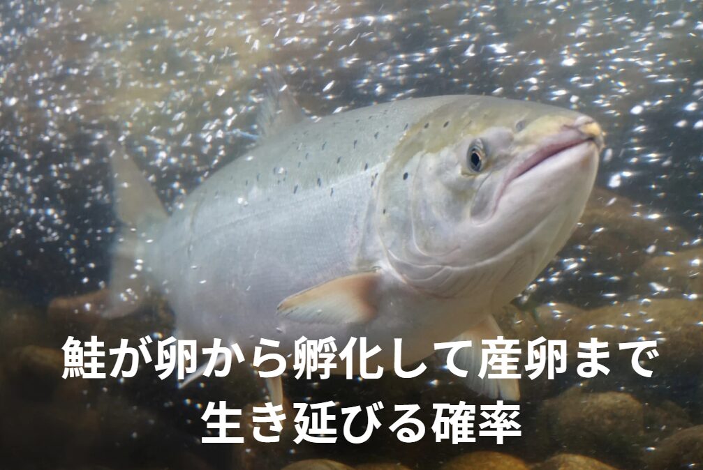 サケが卵から孵化してから産卵するまで、生き延びる確率はどれくらい?釣太郎