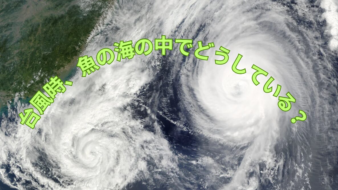 台風で海が荒れると、魚はどうしているの?釣太郎
