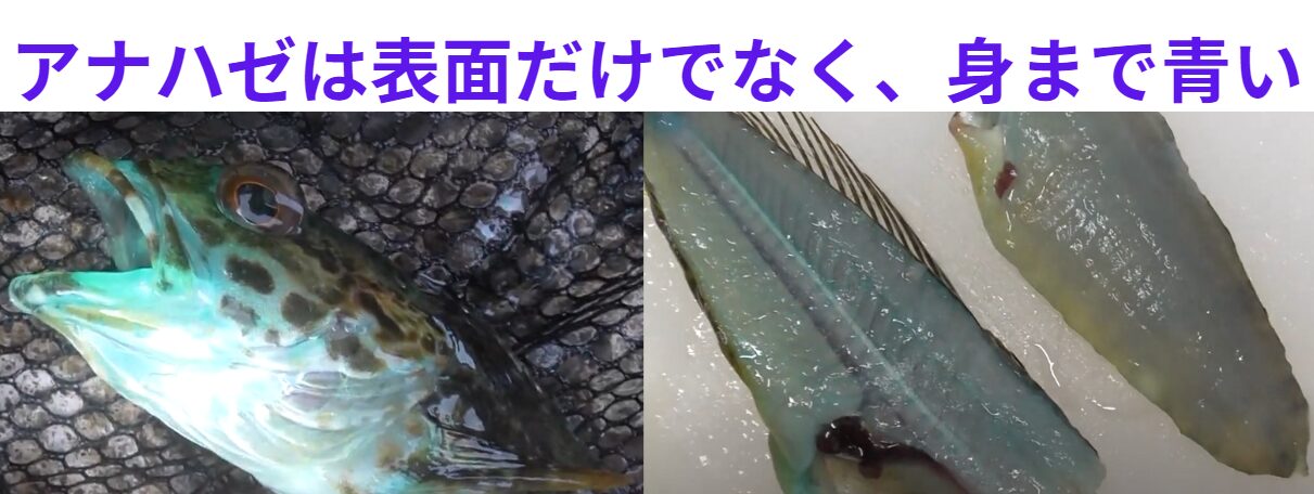 アナハゼと言う魚は体表だけでなく、身まで青い珍しい魚。この理由説明。釣太郎