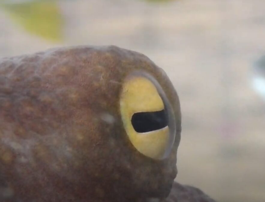 タコの眼は小さくて独特だが、視力がいいことで知られている。具体的に、ご説明します。釣太郎