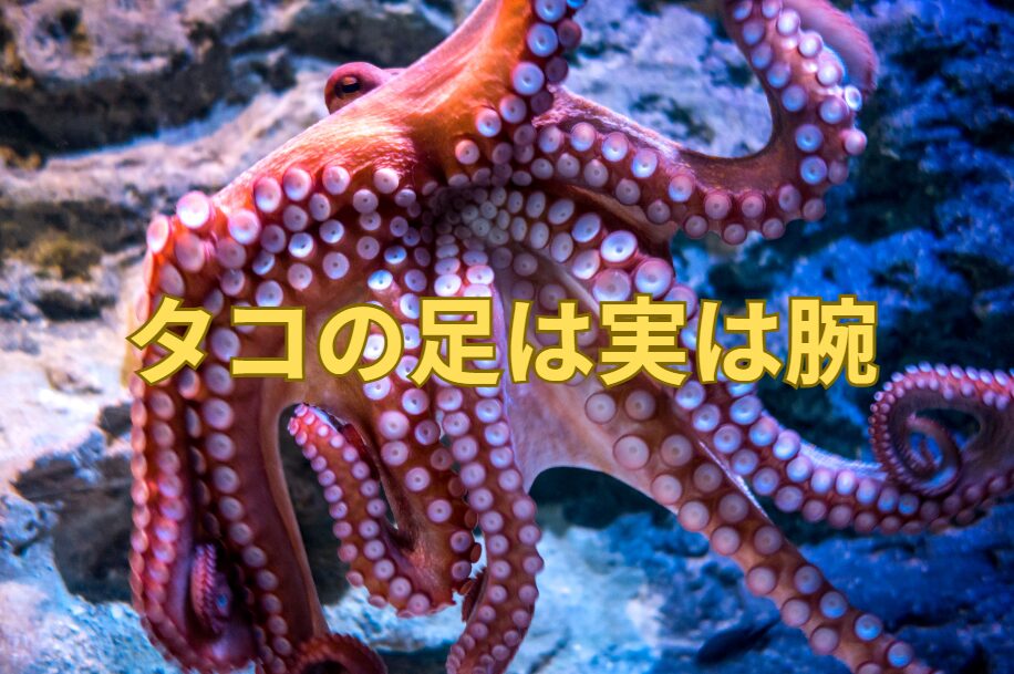 タコ足と言われていますが、実は腕なんです。釣太郎