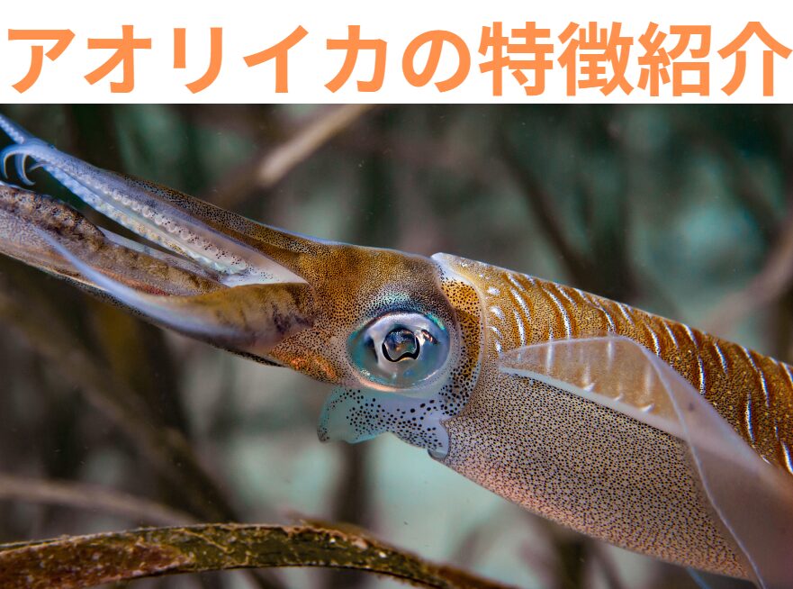 知っているようで知らない、アオリイカの特徴紹介。釣太郎