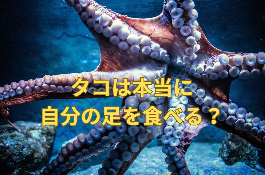 タコは自分の足を食べるは真実か？釣太郎