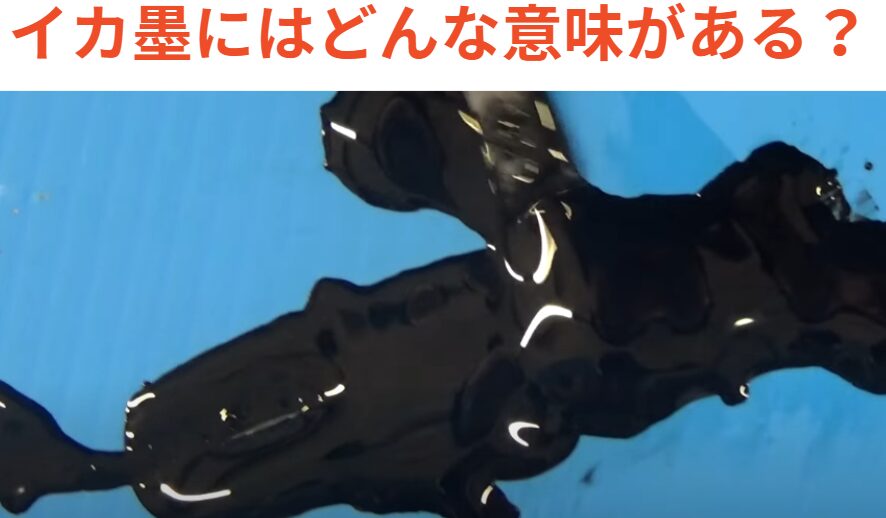 イカ＝墨。これにはどんな意味がある？釣太郎