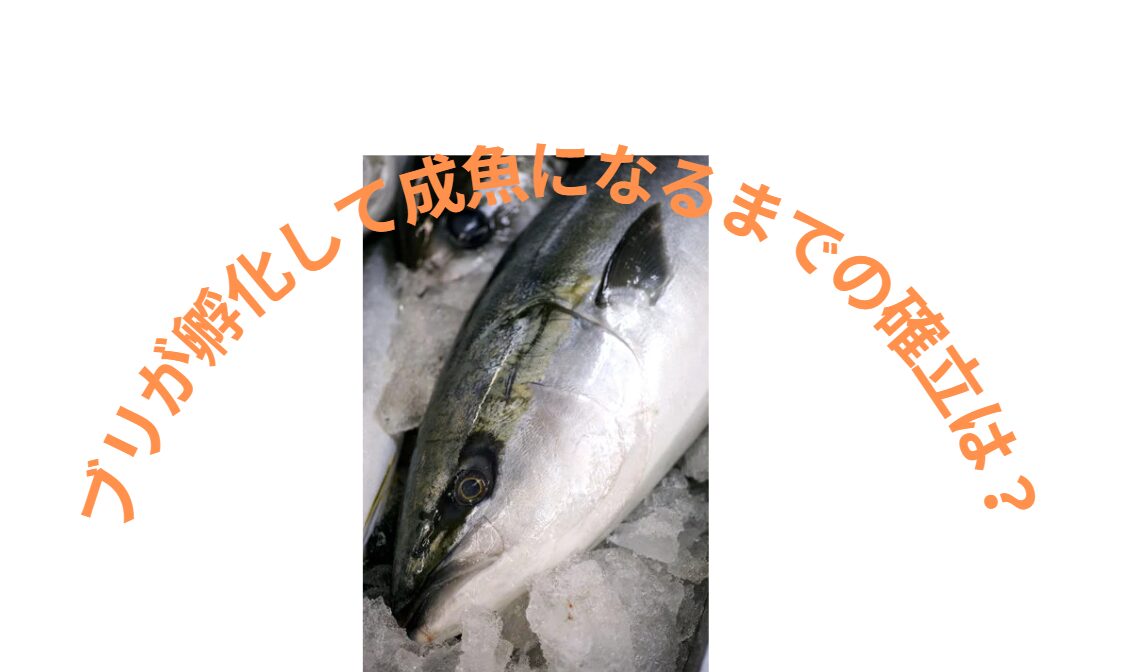 ブリが孵化してから、成魚になるまでの確立は、どれくらい？釣太郎