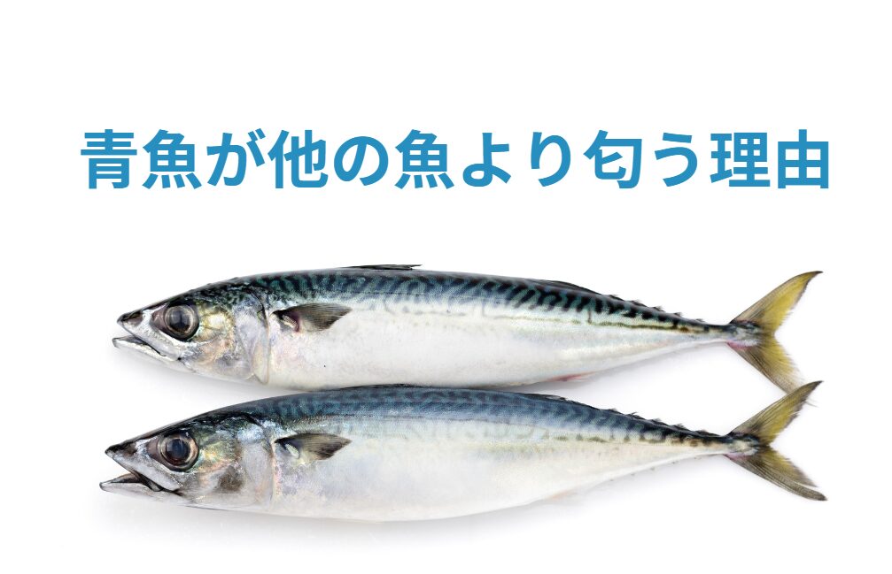 サバ等の青魚には特有の臭いがあるが、この正体は何? 臭いを消す方法がある?釣太郎