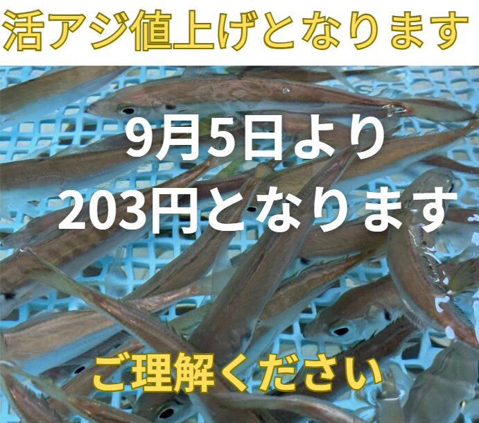 活アジ203円となります。9月5日から。釣太郎
