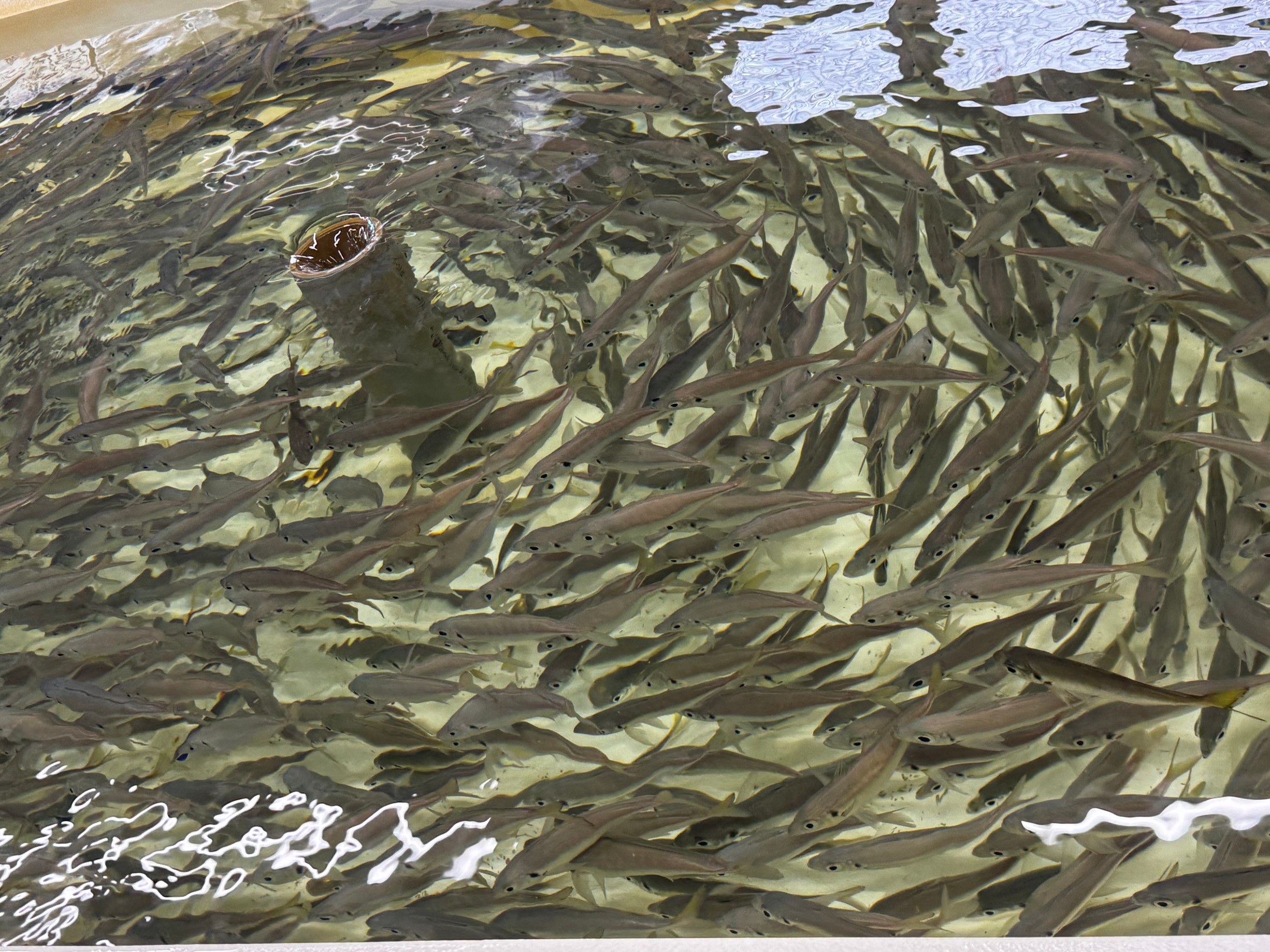 活アジ9月5日より203円となります。ご了承ください。釣太郎