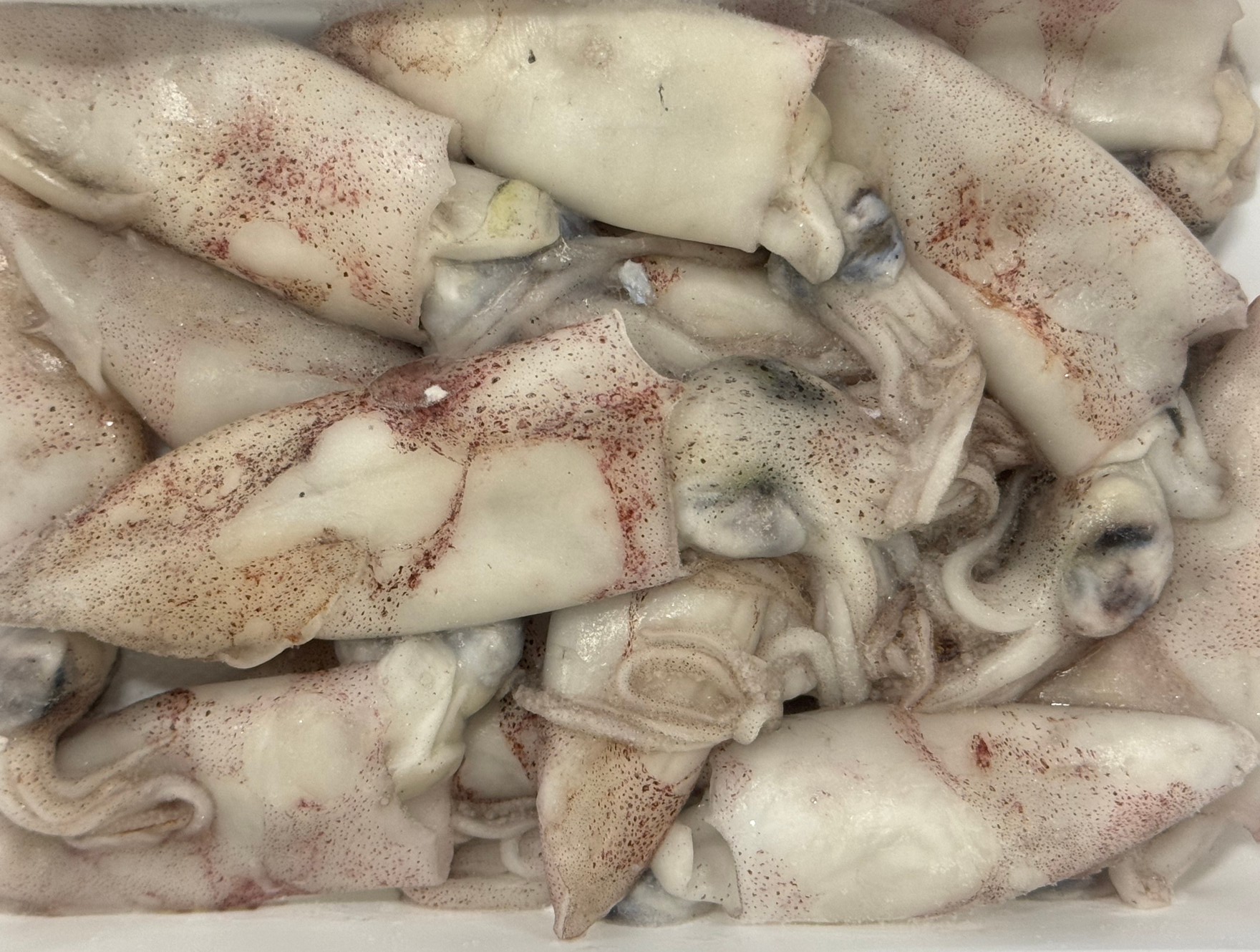 夜釣りエサにも使われるヒイカのついて、詳しくご説明します。釣太郎