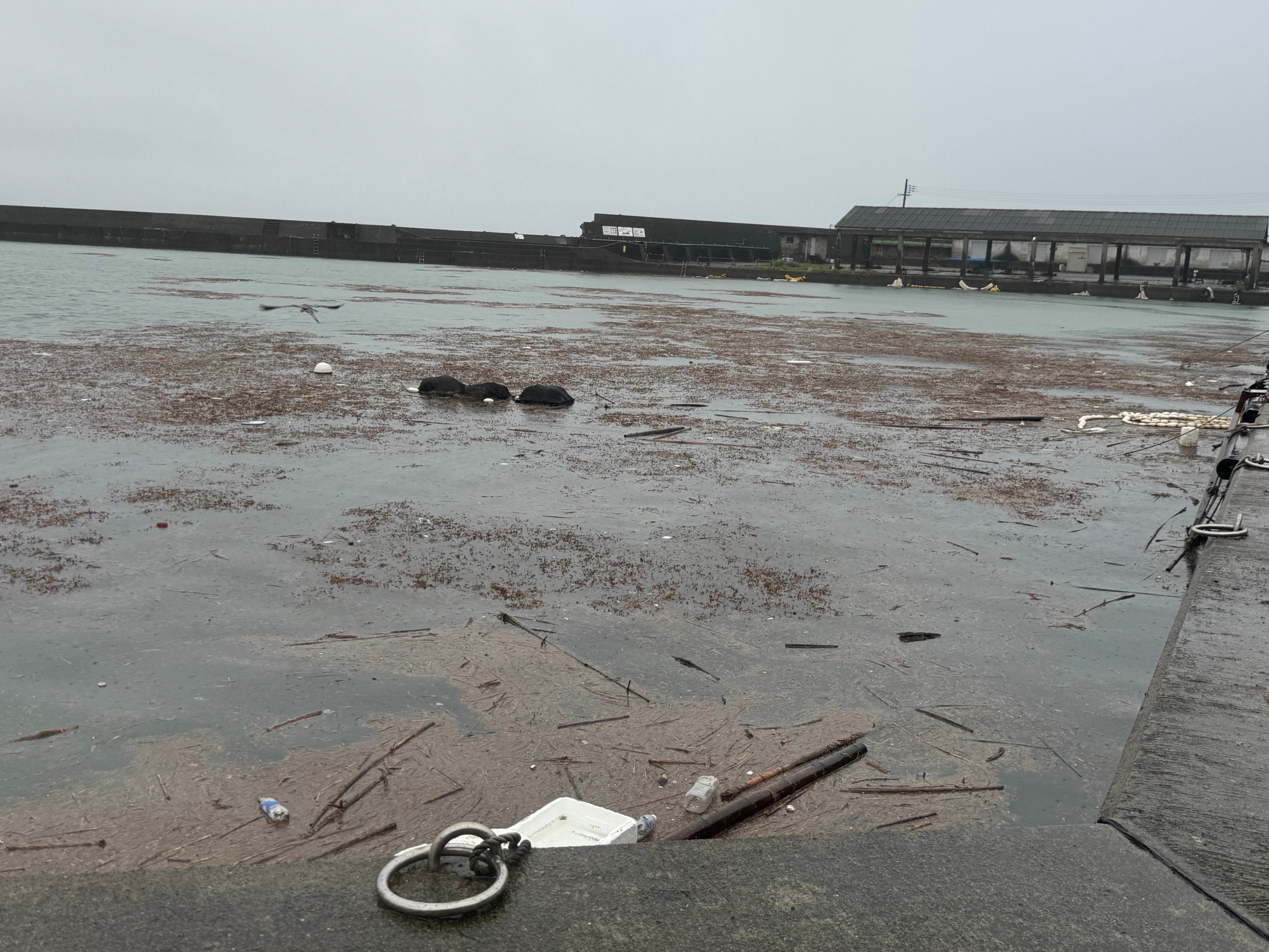 台風等で海が時化ると、漁港内には大量の木っ端や海草、ごみが流れ込んできます。釣太郎