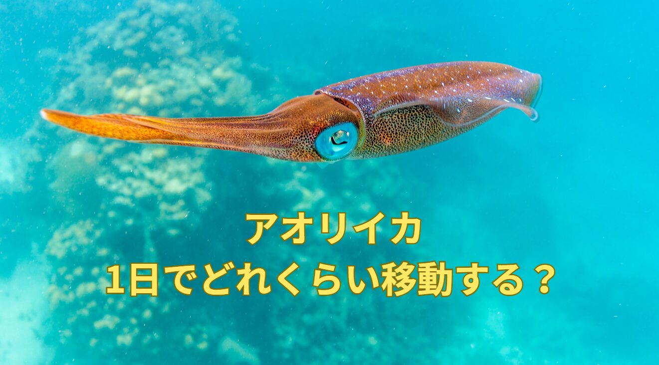 アオリイカは1日でどれくらい移動する？釣太郎
