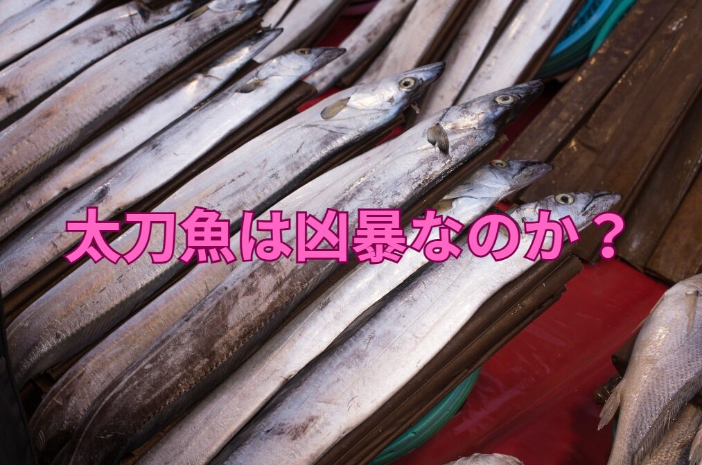 太刀魚の性格は、鋭い歯が示すように凶暴？予想外に温和？釣太郎
