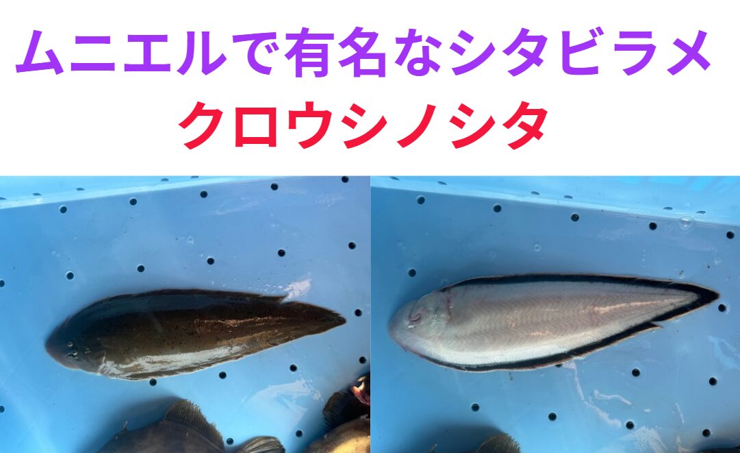 フランスでは高級魚のシタビラメ(ウシノシタ)。日本ではあまり人気がない理由説明。釣太郎