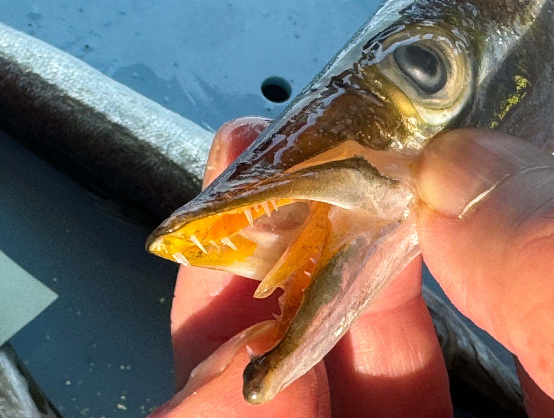 典型的な肉食魚の歯を持つカマス。これで活魚に食らい付きます。釣った後処理はご注意ください。釣太郎