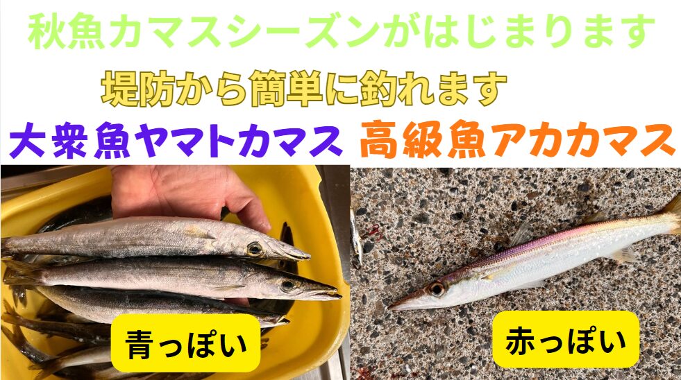 カマス釣りの開幕です。スーパーで売っているのはヤマトカマス。高級魚アカカマスは10月末から。釣太郎