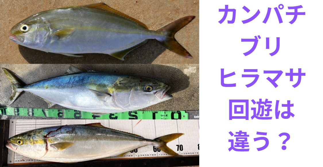 青物回遊魚ブリ、カンパチ、ヒラマサの回遊はどこが違う？釣太郎